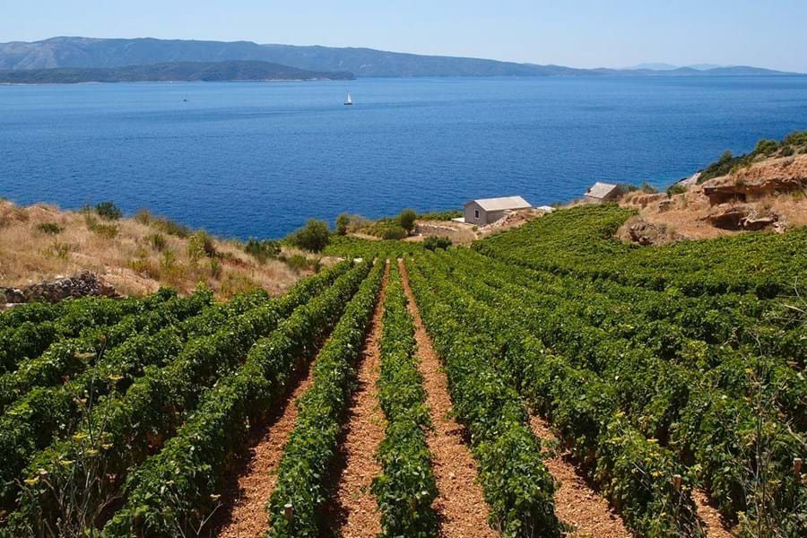 Vineyard Croatia Vb659788