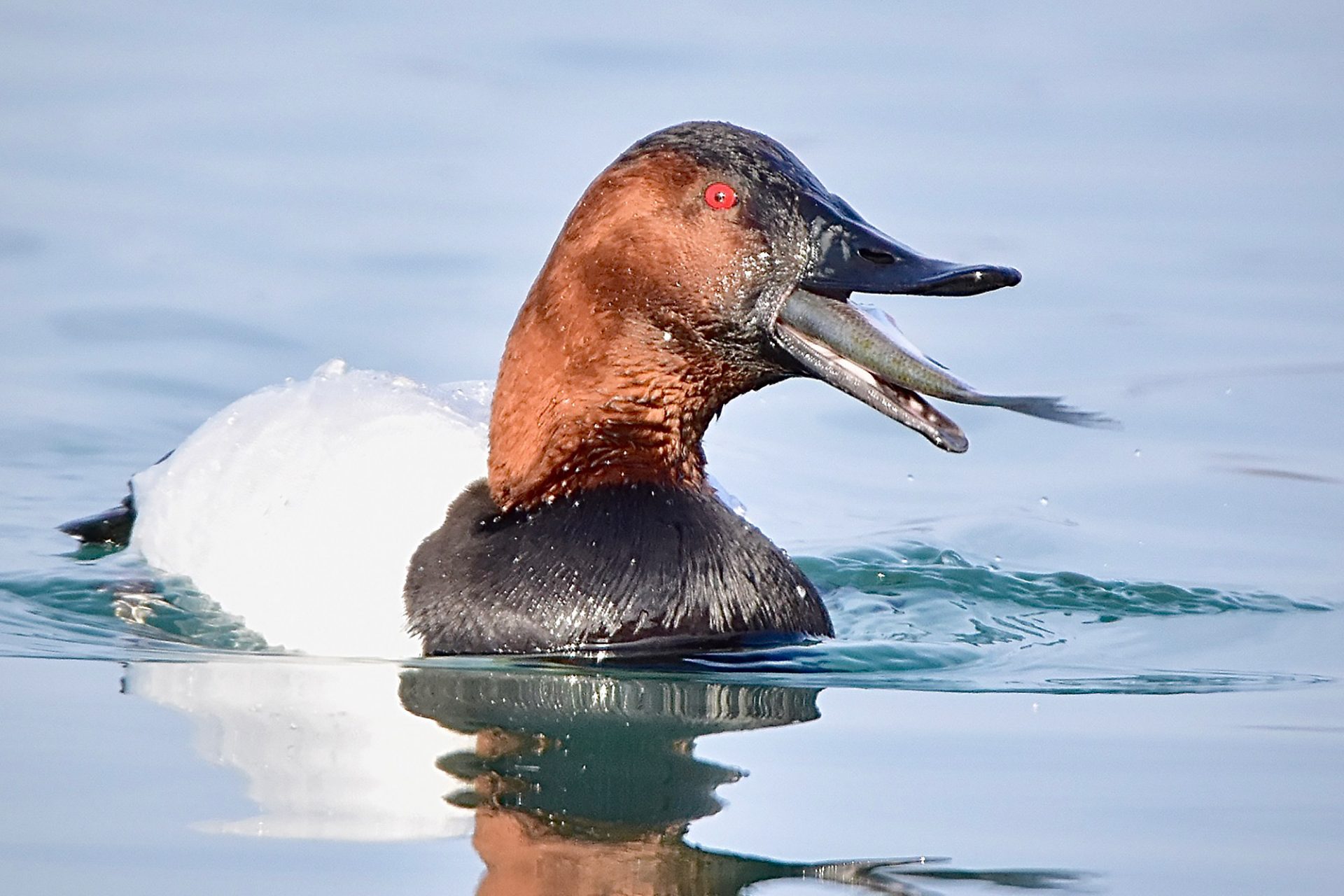 Canadian wildlife