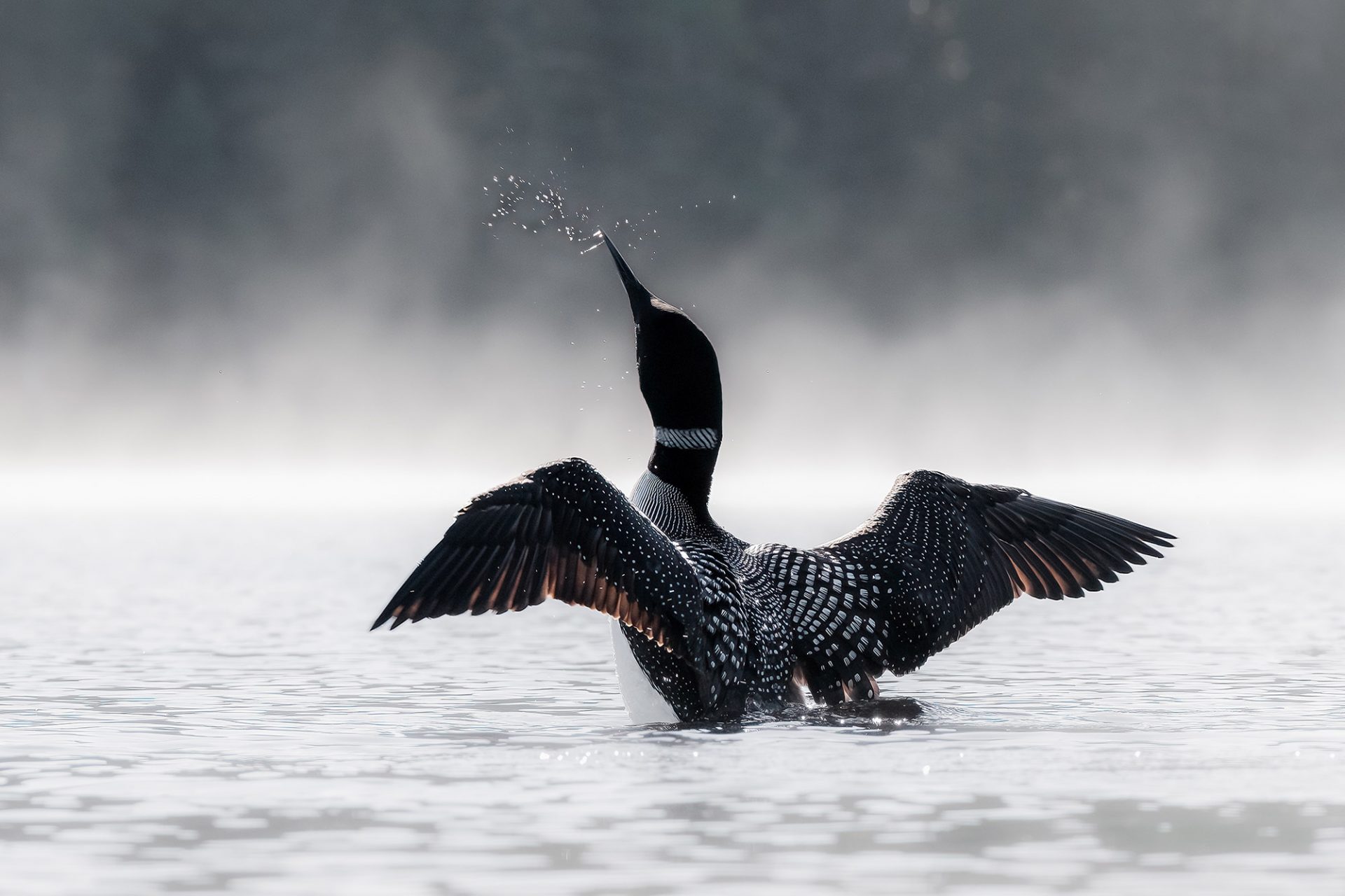 Canadian wildlife