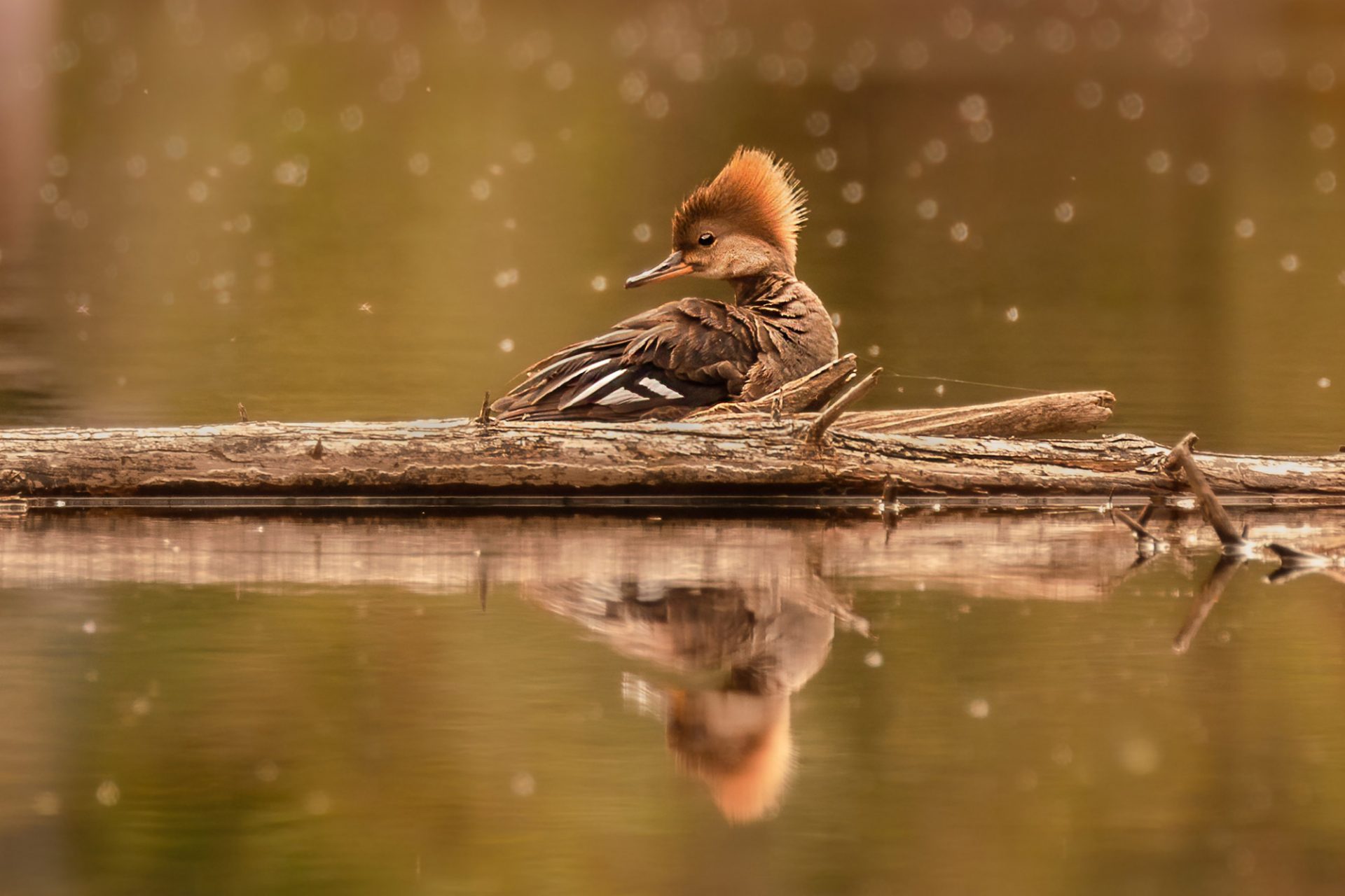 Canadian wildlife