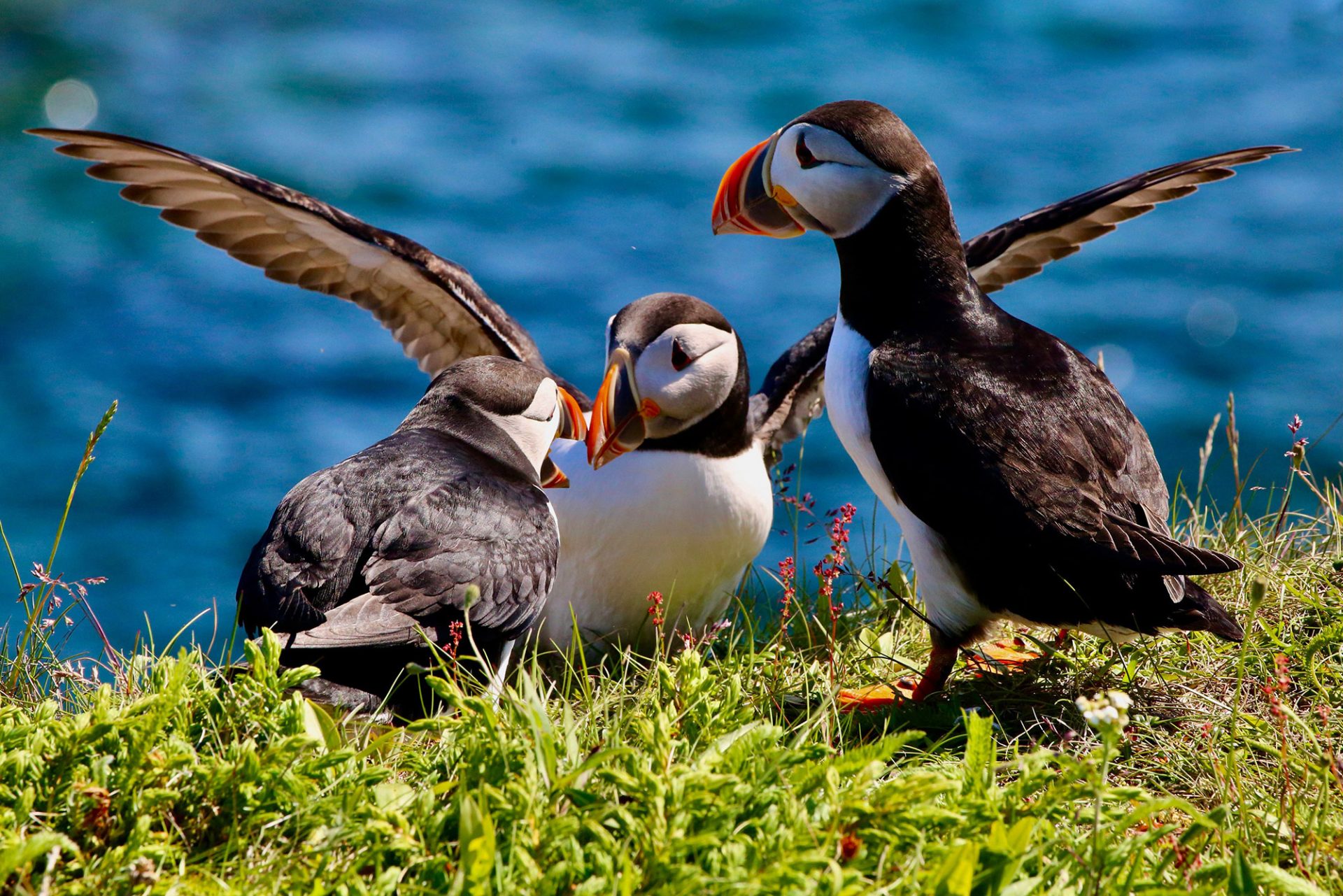 Canadian wildlife