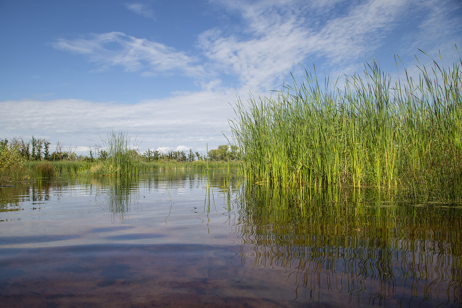 Wetland Scenic