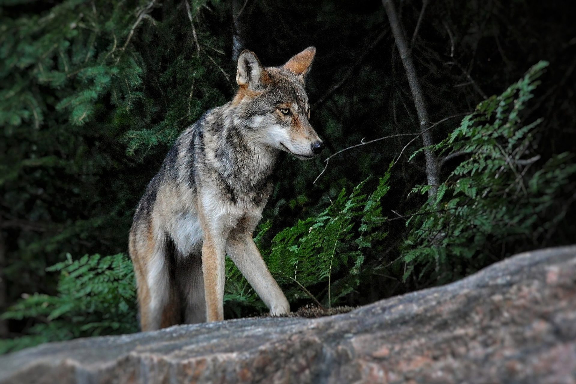 Canadian wildlife