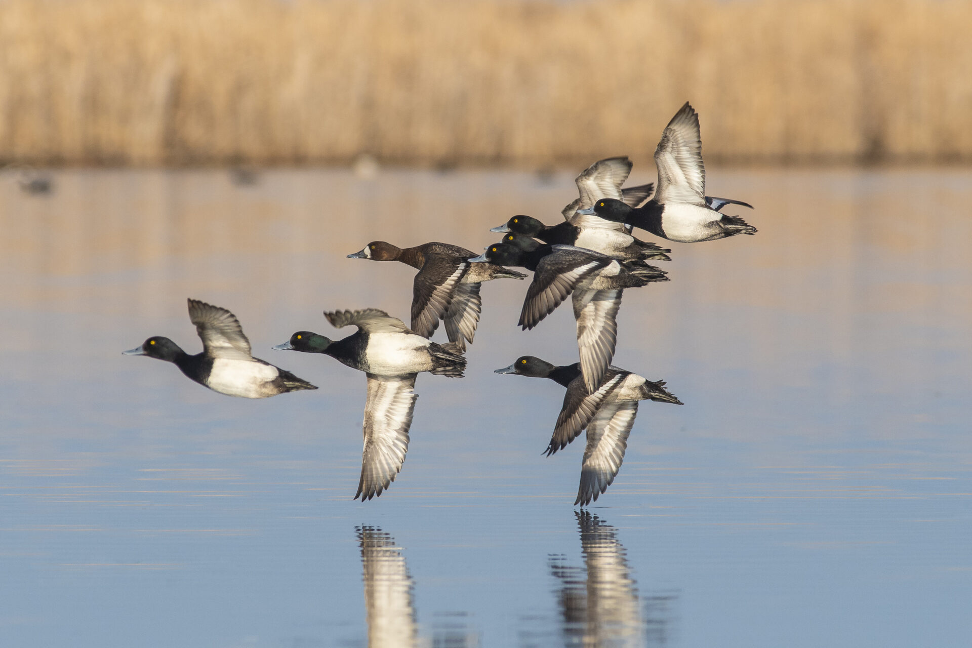 Lesser scaup in flight ©DUC/Chris Benson