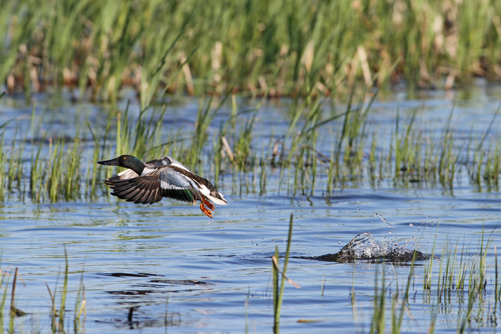 Northern shoveler taking off ©DUC/Brian Wolitski