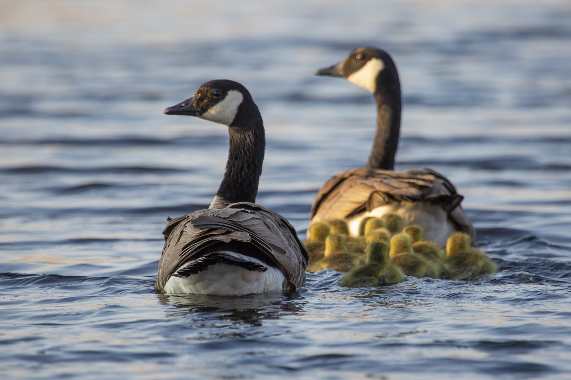 Canada geese family ©DUC