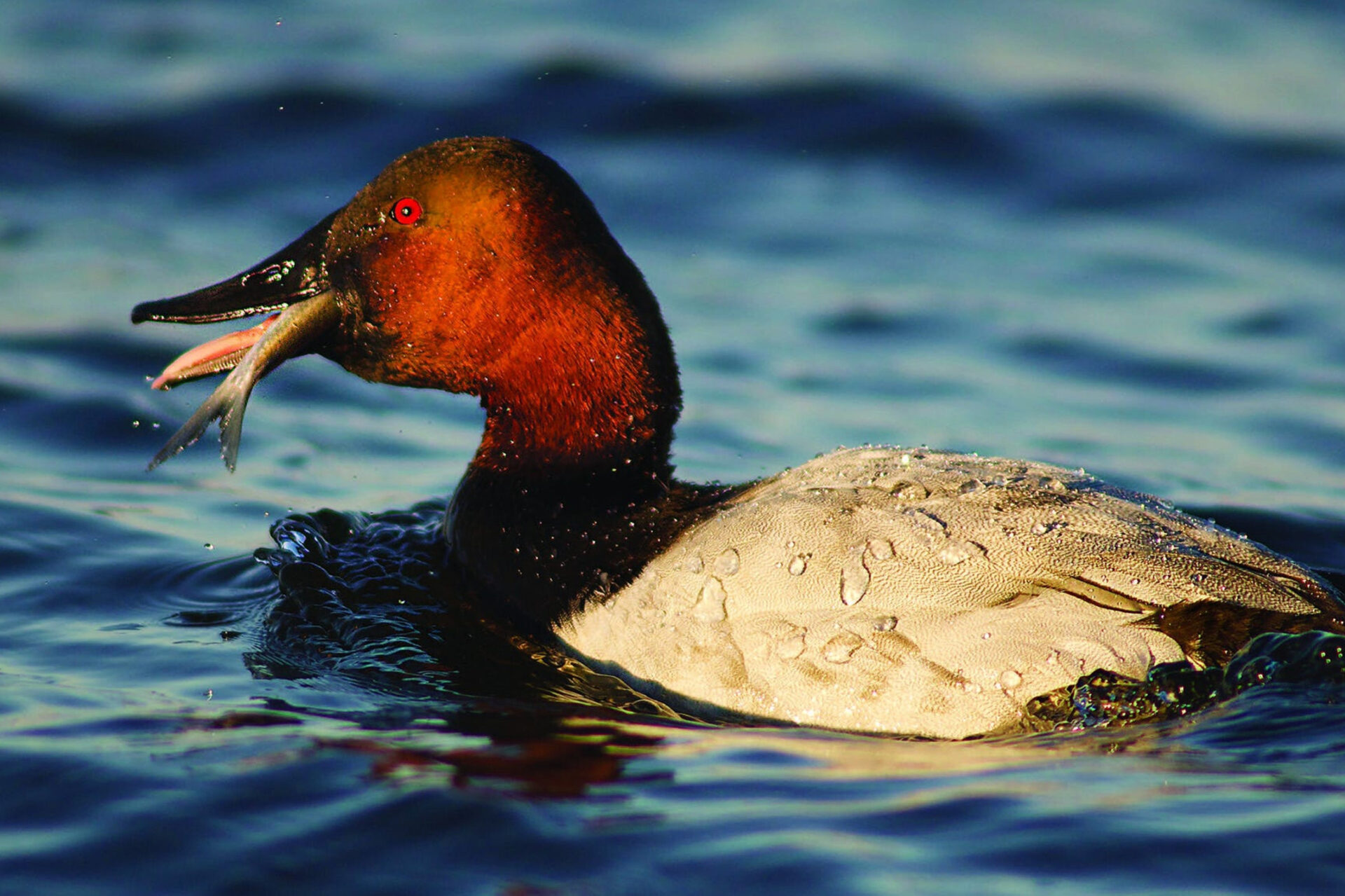 Canvasback with lunch ©DUC/Abel Mathew