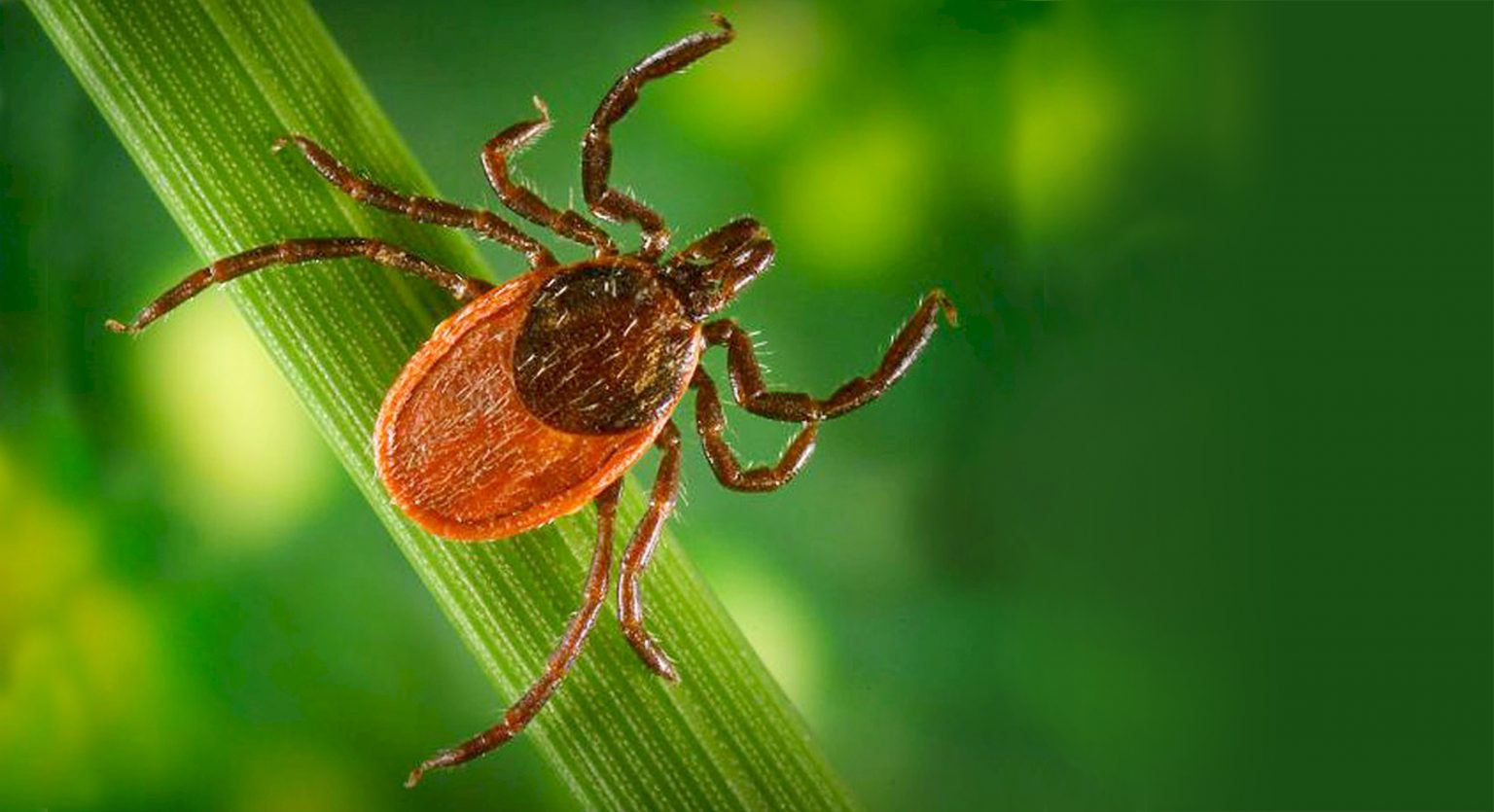 a tick
