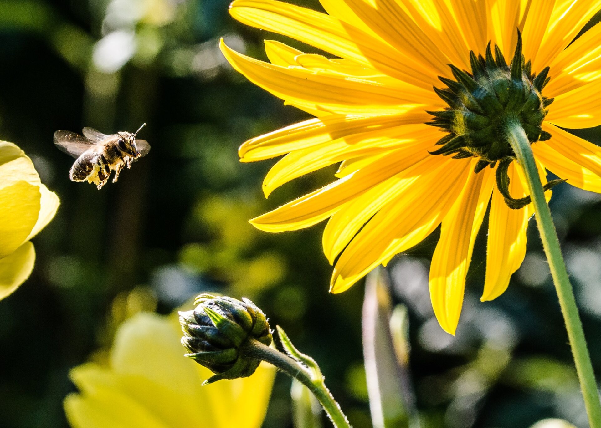 a bumble bee flying towards a bright yellow flower